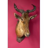 Taxidermy: A mounted Coke’s hartebeest head on wooden shield, 79cm. Provenance: The Cobb Collection.