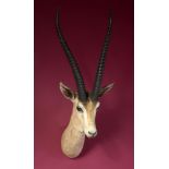 Taxidermy: A mounted Grant’s gazelle head, 103cm. Provenance: The Cobb Collection. See lot 71 for