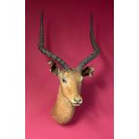 Taxidermy: A mounted impala head, 88cm. Provenance: The Cobb Collection. See lot 71 for footnote