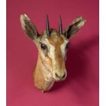 Taxidermy: A mounted Thomson’s gazelle (young) head with Rowland Ward label, 35cm. Provenance: The