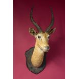 Taxidermy: A mounted Uganda kob head on wooden shield, 70cm. Provenance: The Cobb Collection. See