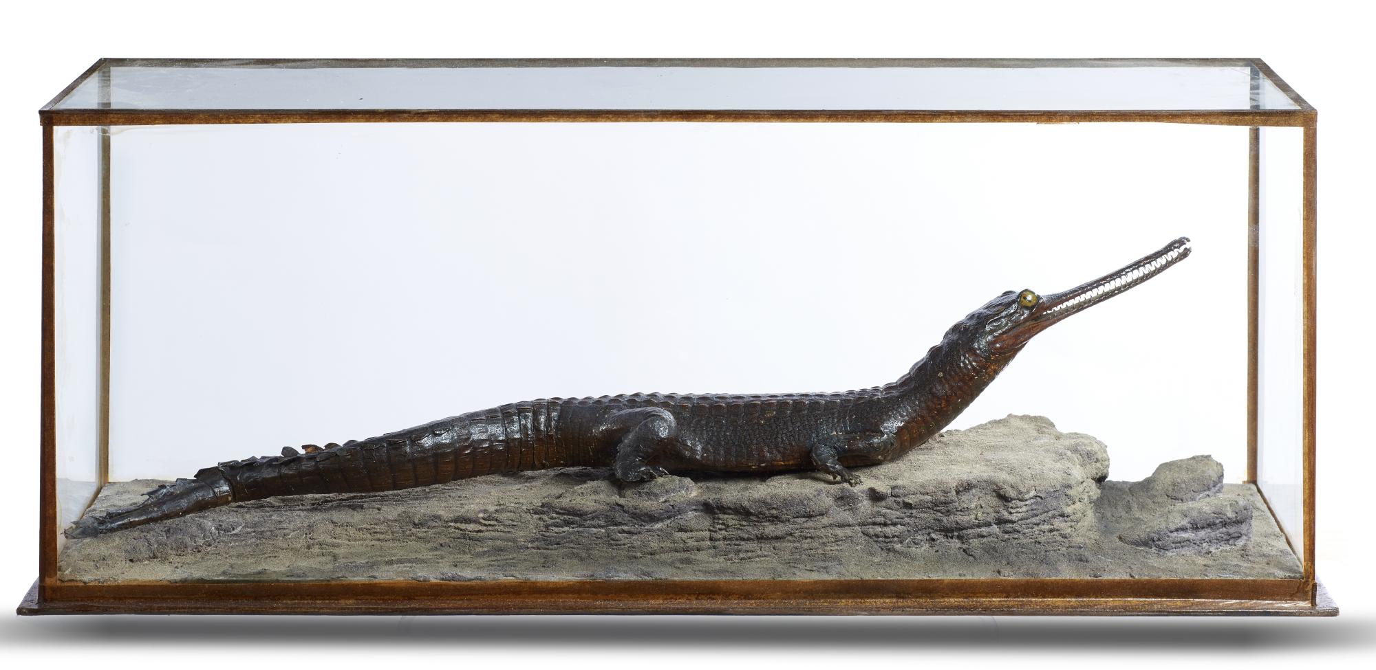 Taxidermy: Rowland Ward of Piccadilly: A small rare Indian gharial in a typical all glass case circa