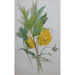 A COLLECTION OF NINETEEN VICTORIAN BOTANICAL COLOURED PRINTS Various flowers and plants with Latin