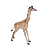 A 21ST CENTURY TAXIDERMY BABY GIRAFFE.