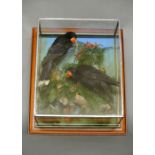 A 21ST CENTURY PAIR OF HUIAS Mounted in a glazed framed case with a naturalistic setting, a