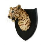 VAN INGEN & VAN INGEN MYSORE, AN EARLY 20TH CENTURY TAXIDERMY LEOPARD HEAD Mounted on an ebonised