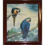 AN ORNITHOLOGICAL OIL A pair of blue Macars, signed, mahogany framed and glazed. (h 57cm x 47cm) (