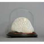 A LATE 19TH CENTURY BRAIN CORAL UNDER GLASS DOME. (h 25.5cm x w 26.5cm x d 26.5cm)