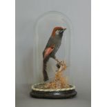 A 20TH CENTURY TAXIDERMY RED-TAILED LAUGHINGTHRUSH UNDER VICTORIAN GLASS DOME IN A NATURALISTIC