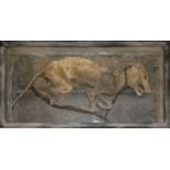 A 19TH CENTURY RARE MUMMIFIED CANINE IN METAL AND ZINC CASE, WITH ORIGINAL LEAD AND GLASS Original