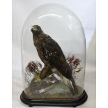 A MAGNIFICENT 19TH CENTURY TAXIDERMY GOLDEN EAGLE UNDER A GLASS DOME Mounted in a naturalistic scene