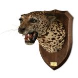 AN EARLY 20TH CENTURY TAXIDERMY LEOPARD HEAD Mounted on an oak shield. The plaque inscribed 'SHOT IN