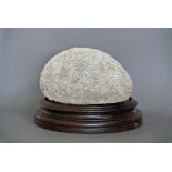 A LARGE LATE 19TH CENTURY BRAIN CORAL UPON OAK PLINTH. (h 22.5cm x w 30.5cm x d 30.5cm)