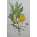 A COLLECTION OF NINETEEN VICTORIAN STYLE BOTANICAL COLOURED PRINTS Various flowers and plants with