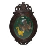 A LATE 19TH CENTURY TAXIDERMY WALL DOME The species possibly being a Tortola Oriental and a London