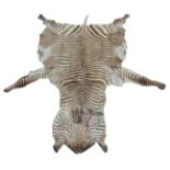 A LATE 19TH CENTURY TAXIDERMY ZEBRA SKIN RUG. (l 285cm x w 213cm)