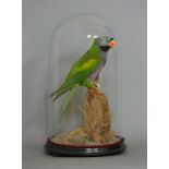 A LATE 19TH CENTURY TAXIDERMY LORD DERBY'S PARAKEET UNDER GLASS DOME IN A NATURALISTIC SETTING. (h