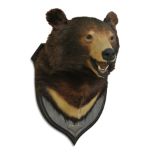 ROWLAND WARD, AN EARLY 20TH CENTURY TAXIDERMY BEAR HEAD Mounted on an oak shield. The verso