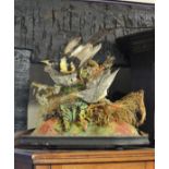 A LATE 19TH CENTURY TAXIDERMY DISPLAY OF TROPICAL BIRDS. (h 32cm x w 35 x d 19cm)