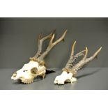 A 20TH CENTURY PAIR OF ROE DEER SKULLS.