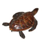 A 19TH CENTURY TAXIDERMY HAWKSBILL SEA TURTLE. (h 9.5cm x w 48cm x d 35cm)