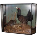 G.J. KNIGHT, A LARGE AND IMPRESSIVE LATE 20TH CENTURY TAXIDERMY STUDY OF A PAIR OF CAPERCAILLIE