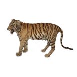 A LATE 19TH CENTURY TAXIDERMY TIGER.