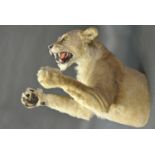 A LATE 20TH CENTURY TAXIDERMY HALF MOUNT LIONESS. (h 105cm x w 150cm x d 36cm)