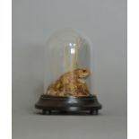 A 20TH CENTURY RARE SCULPTURE CAST OF A TOAD UNDER A GLASS DOME Hand painted in a naturalistic