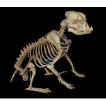 A 21ST CENTURY COMPLETE BULLDOG SKELETON Mounted in a glazed case. (h 60cm x w 66cm x d 35.5cm)