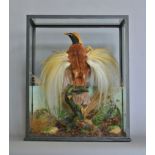 A LATE 19TH CENTURY TAXIDERMY GREATER BIRD-OF-PARADISE Mounted in a glazed case with a