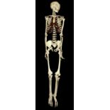 ADAM ROUILLY, AN EARLY 20TH CENTURY HUMAN MEDICAL SKELETON. (h 173cm)