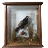 A TAXIDERMY MINER BIRD In a glazed case. (36cm x 41cm x 21cm)