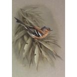 TERENCE JAMES BOND, B.1946 , WATERCOLOUR Study of a bird, bearing label verso 'Cock Chaffinch,The