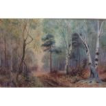 TOM DAVIES, AN EARLY 20TH CENTURY WATERCOLOUR Landscape woodland view of silver birch trees,
