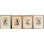 J. HUNT, A SET OF FOUR EARLY 19TH CENTURY COLOURED ENGRAVINGS Birds of prey, bearing labels verso,