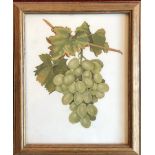 A LATE 19TH CENTURY PAINTING ON OPALINE GLASS Still life, grapes, oak framed and glazed. (34cm x
