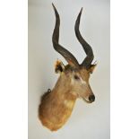 ROWLAND WARD LTD, A 19TH CENTURY TAXIDERMY SITATUNGA Set with glass eyes, Rowland Ward label to