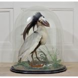 A LATE 19TH CENTURY BOAT BILLED HERON MOUNTED UNDER A GLASS DOME WITH A NATURALISTIC SETTING. (h