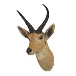 ROWLAND WARD, A LATE 19TH CENTURY TAXIDERMY REEDBUCK MOUNTED HEAD With paper trade label to the
