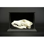 A 20TH CENTURY DOG SKULL MOUNTED IN AN EBONISED DISPLAY CASE. (h 17cm x w 26cm x d 15.5cm)