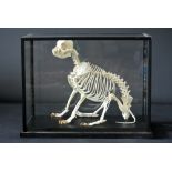 A 20TH CENTURY PUG SKELETON MOUNTED IN A GLAZED DISPLAY CASE. (h 40cm x w 53.5cm x d 29cm)