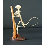 A 20TH CENTURY TAMARIN MONKEY SKELETON Mounted on a branch with polished oak base. (h 31cm x w