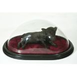 A LATE 19TH CENTURY TAXIDERMY MINIATURE POT-BELLIED PIG MOUNTED UNDER GLASS DOME WITH EBONISED BASE.