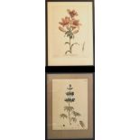 JOHN EDWARDS, 1742 - 1815, TWO HAND COLOURED BOTANICAL ENGRAVINGS From the British Herbalist 1769/70
