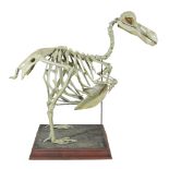 A LATE 19TH CENTURY PLASTER MODEL OF A DODO SKELETON Mounted on a naturalistic plinth, the plaster