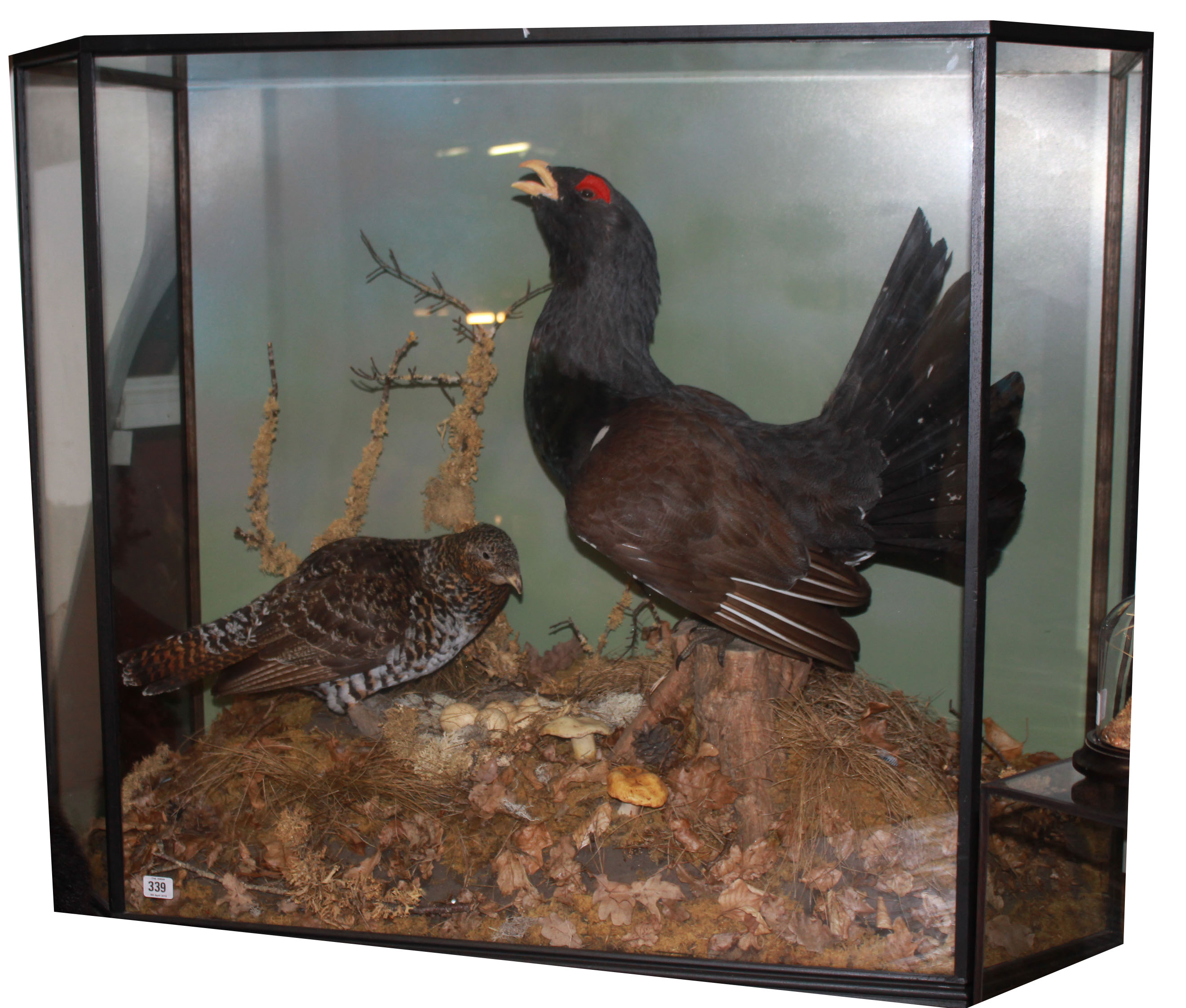 G.J. KNIGHT, A LARGE AND IMPRESSIVE LATE 20TH CENTURY TAXIDERMY STUDY OF A PAIR OF CAPERCAILLIE