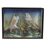 A LATE 19TH CENTURY PAIR OF TAXIDERMY BARN OWLS MOUNTED IN A GLAZED CASE WITH A NATURALIST