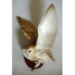 A 21ST CENTURY TAXIDERMY BARN OWL Mounted in mid flight on a wooden shield, CITES certificate