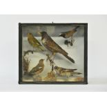 A LATE 19TH CENTURY TAXIDERMY DISPLAY OF BIRDS INCLUDING A RING OUZEL Mounted in a glazed case